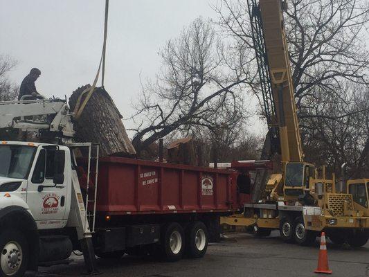 Huge Cottonwood removal on ditch in Arvada with crane!