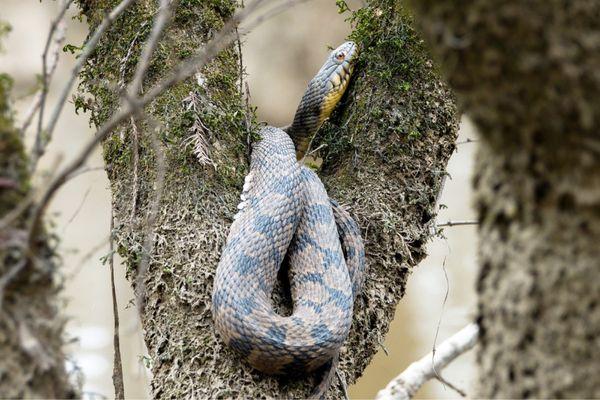 Diamondback Water Snake