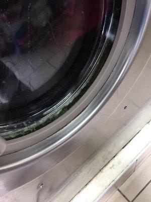 Mold around the glass of washing machine...disgusting!