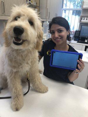 Pre-operative electrocardiogram (ECG) before his neuter.