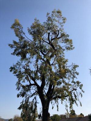 Tree pruning