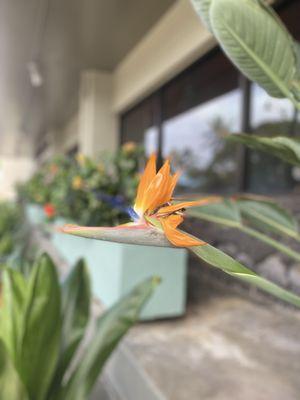 Bird of Paradise