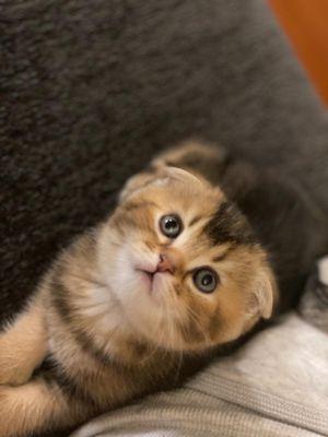 Are you looking for a beautiful Scottish fold kitten? Text or call us at 716-220-7777