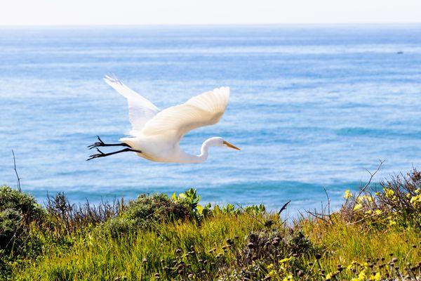 egret