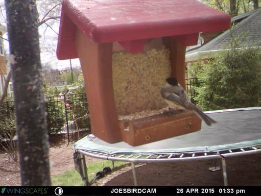 A Black-capped Chickadee eating WBU seed on a WBU feeder captured by a WBU BirdCam