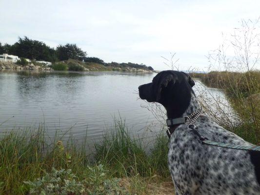 Clyde watching Birds