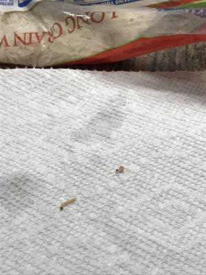 Worms found in dollar store rice