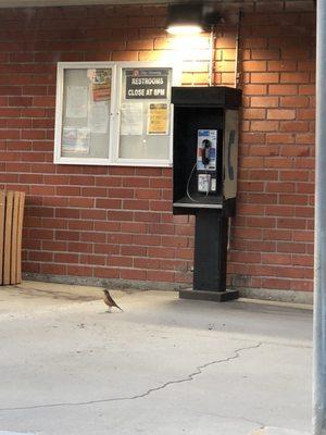 Look at this relic people that even know what a payphone is does it take credit cards