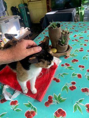 Matt petting the usually aloof Sweetie Pie.