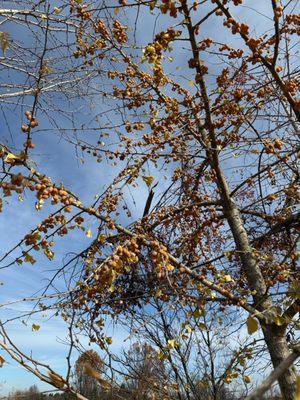 Ginkgo tree with so many fruit!