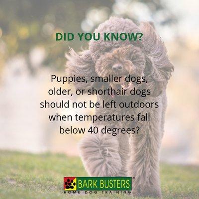 Bark Busters - Did you Know?