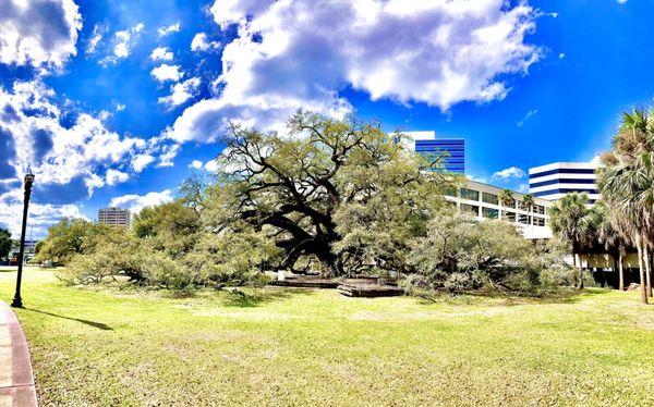 Treaty Oak Park -- late Feb