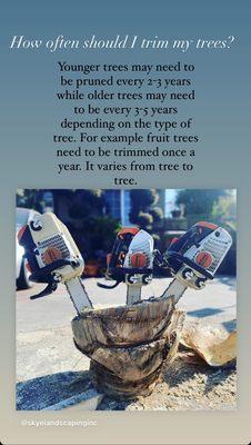 How often should you get your trees pruned or trimmed?