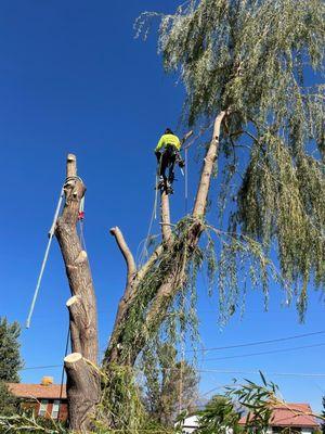 Advanced Tree Service