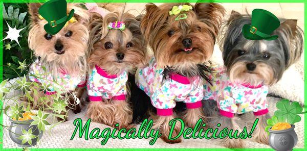 4 happy yorkies