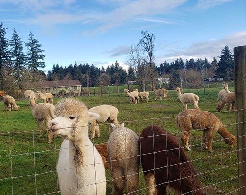 We loved feeding these beautiful alpacas!