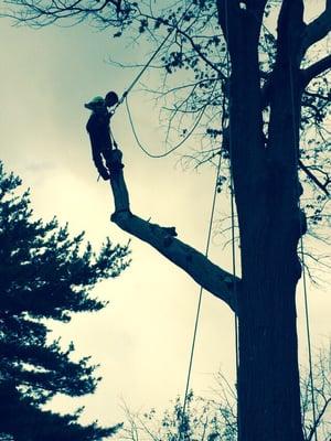 Eddie. "The Climber" in the tree!!!!