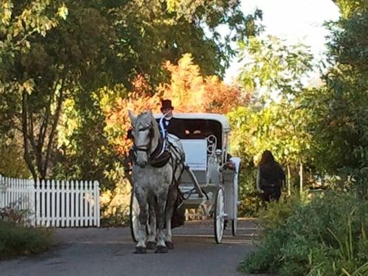 carriage for hire for wedding, special events or just a carriage in Sacramento