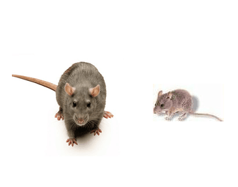 When it comes to pest control, mice and rats are usually the rodents that come to mind. Effective rodent control is important...