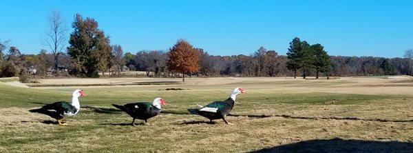 Hole 6:  Thanksgiving Duck Crossing 2018