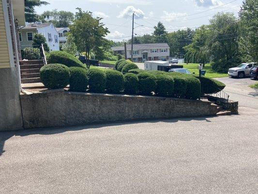 Trimming bushes beautiful