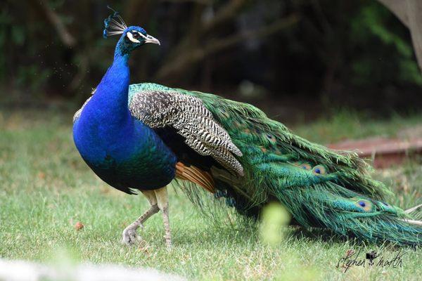 Resident peacocks at Meyer's Castle