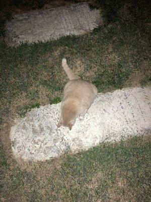 Cemetery cat