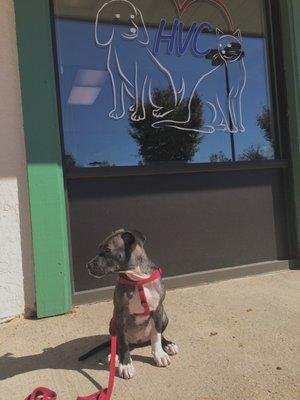 Lucy happy and waiting to go see her friends at Holland vet care.  She loves it there just like her two sister.