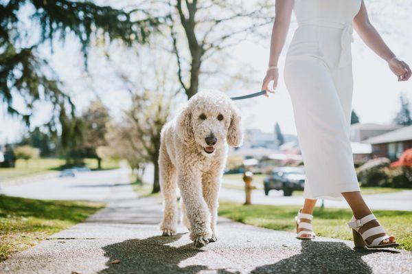 I love my walk! Thanks #OCPetSitters
#Dogwalk!
#Petsitting #MissionViejo
#OrangeCounty