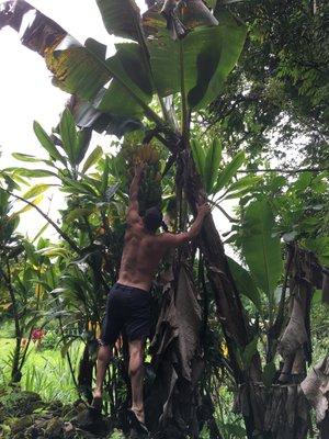 Bananas in Hana, Maui