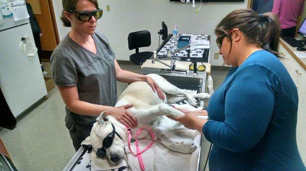 Georgia, receiving class 4 laser therapy for arthritis. A cutting-edge treatment, it helps alleviate pain and promote healing.