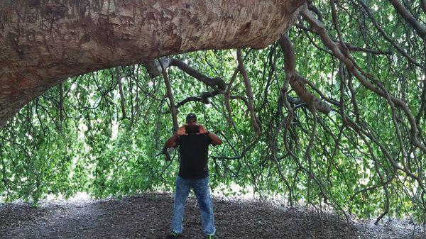 My dad taking a picture of me taking a picture of him under the gigantic weeping tree