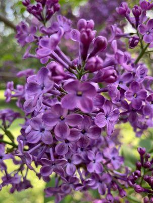 Lilac in bloom