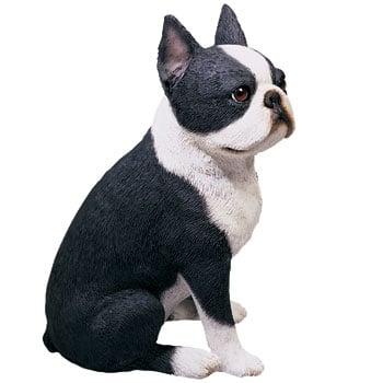 Sandicast, Boston Terrier