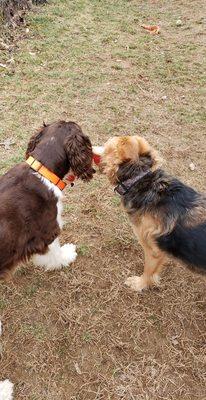 best friends, archie and luna, sharing a toy!