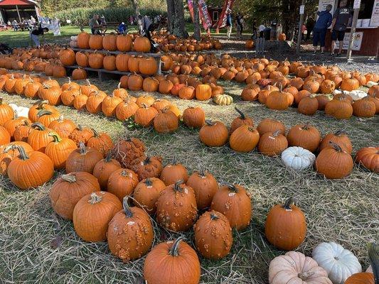 Pumpkins