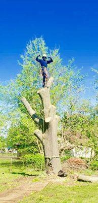 Removing a good size tree