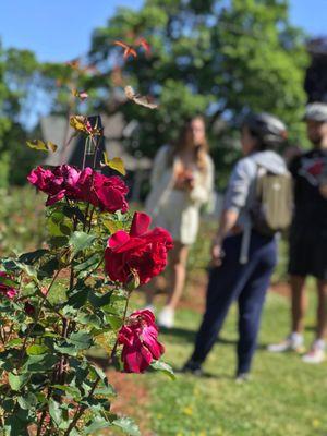 Roses and bike tour guests on the tour