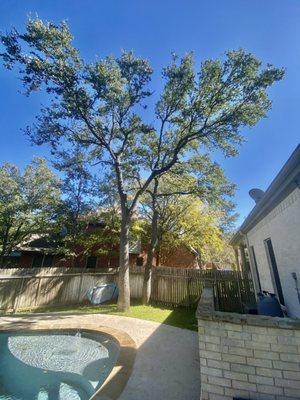 Oak Trees