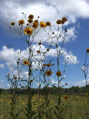 Pepper Ranch Preserve