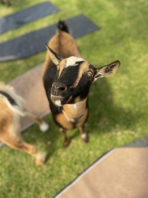 Goats. Yoga. Maui