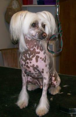 Our first Chinese Crested who came to get his hair cut