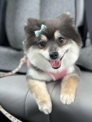 Somi after haircut at Lucky Paws