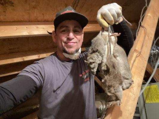 Rats nesting in attic, causing damage to electrical wiring and insulation