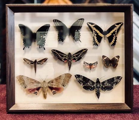 Butterfly shadowbox.