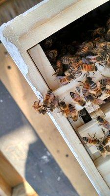 Bees in their new home