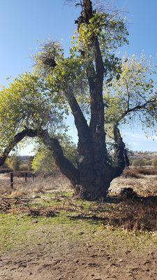 Unusual old tree with birdhouse