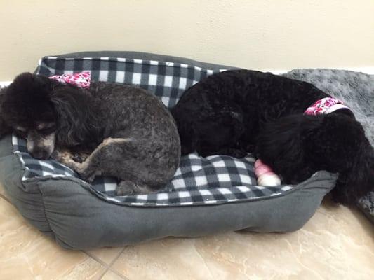 The poodles are tired after their big day of getting pretty at A'lure!