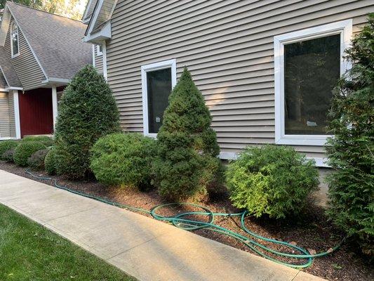 Shrubs Trimming