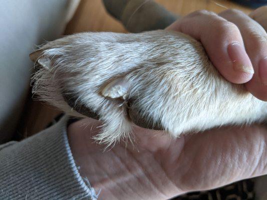 Our dog's nails after being "taken care of" at the groomers.